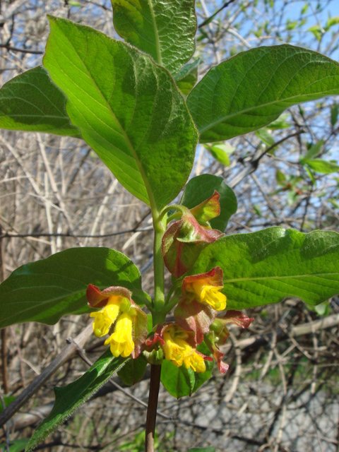 Lonicera involucrata fleur